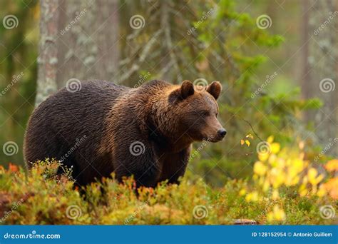 Vista Laterale Di Un Orso Bruno In Una Foresta Nella Stagione Di Caduta