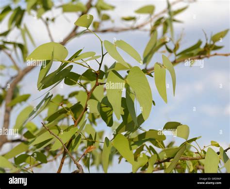 Mopane Tree Africa, Colospermum Mopane Stock Photo - Alamy