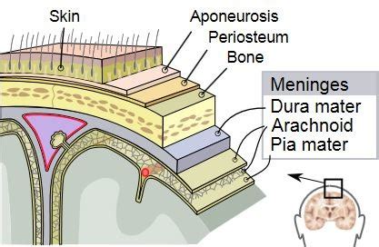 Anatomy - Brain Flashcards | Quizlet