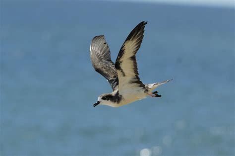 Hawaiian Petrel In Flight Jim Denny An Endangered ‘ua‘u Or Flickr