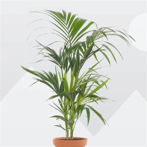 Kentia Palm Howea Forsteriana Care Indoors Propagation And Problems