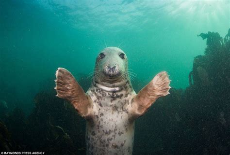 Spencer Burrows Another Underwater Photographer Was Approached By