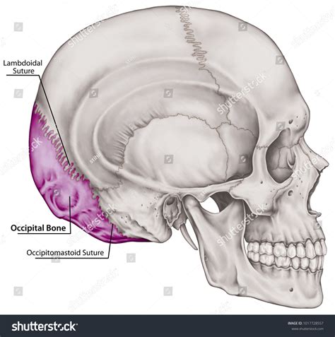 occipital bone cranium bones head skull stock illustration