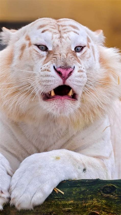 Iphone Wallpaper White Tiger, Face, Front View - 750x1334 - Download HD ...