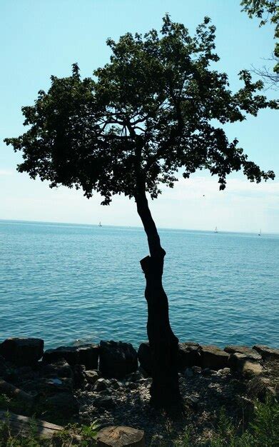 Premium Photo Silhouette Tree By Sea Against Clear Sky