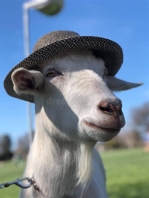 Funny Goat stock image. Image of funny, happy, summer - 197920691