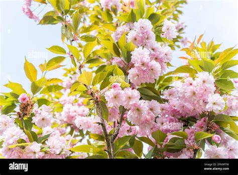 Fioritura In Primavera Sakura Kanzan Prunus Serrolata Cerasus