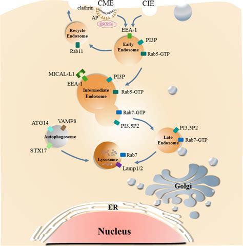 Schematic Diagram Of The Vesicles Transport Process Of Cargo In