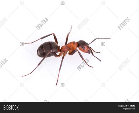 Ant Isolated On White Image And Photo Free Trial Bigstock