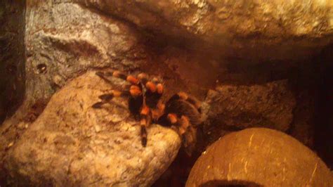 Brachypelma Smithi Days After Molting Youtube