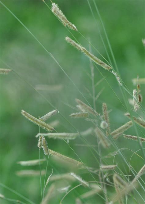 Blue Grama | Native American Seed