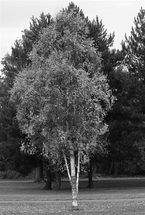 Silver Birch Tree Jt54photography Photography Flowers Plants