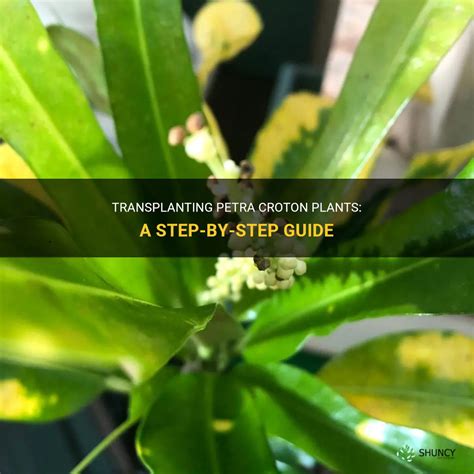 Transplanting Petra Croton Plants A Step By Step Guide Shuncy