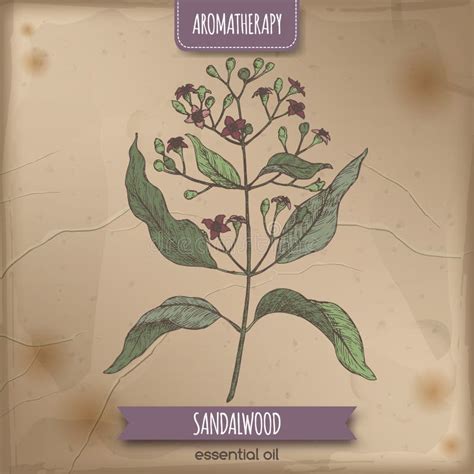 Sandalwood Santalum Album Stock Illustrations 34 Sandalwood Santalum