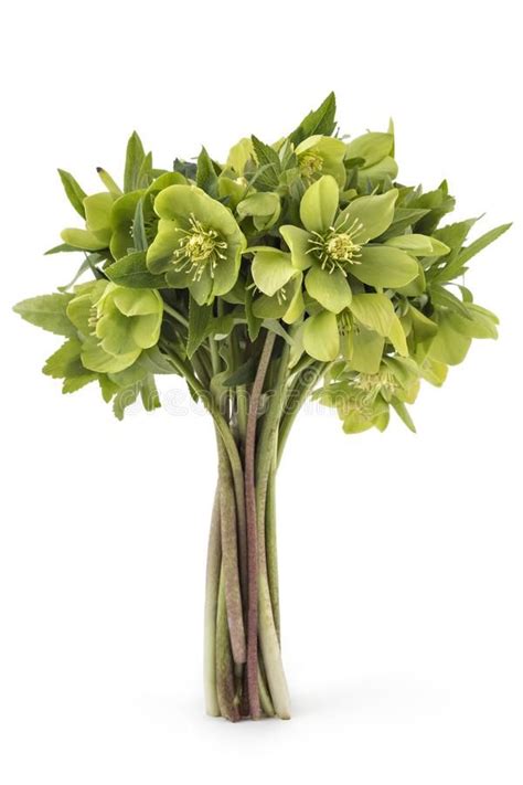 Hellebore Frowers Beautiful Fresh Green Hellebore Helleborus Odorus