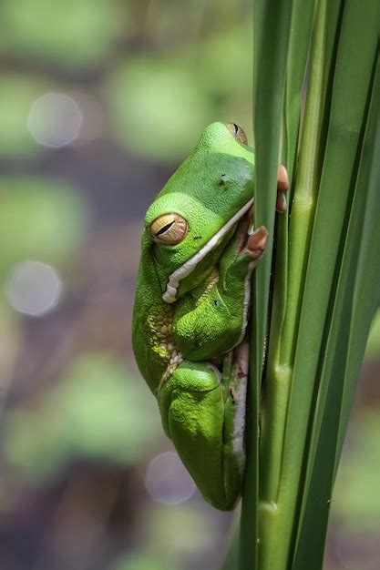 Premium Photo Close Up Of White Lipped Tree Frog On Leaf