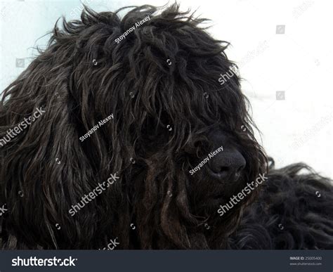 Black Shaggy Dog Stock Photo 25005400 : Shutterstock