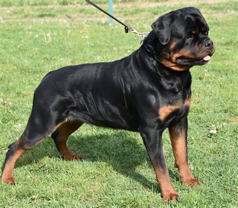 Staklar Of Nicolas Lion Guardian Rottweilers