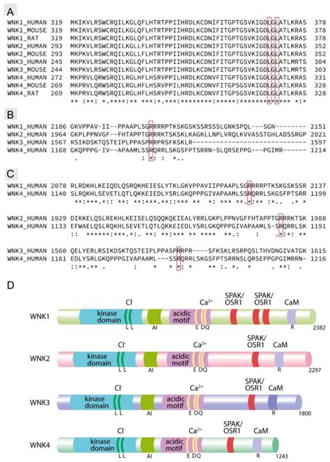 calcium sensing receptor  regulation  wnk kinases   kidney pmc