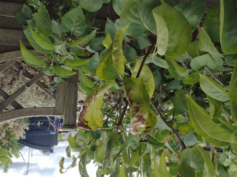 Lilac Tree Curled Leaves With Brown Patches — Bbc Gardeners World