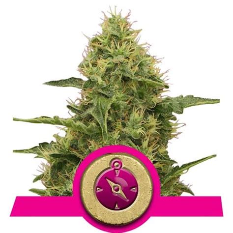 Northern Light Cannabis Seeds Buy Royal Queen Seeds HollandsHigh