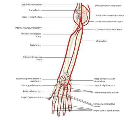 Upper Limb Vascular Anatomy