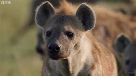 Vivid Footage of a Lion Fighting Off Over 20 Hyenas - ANO News