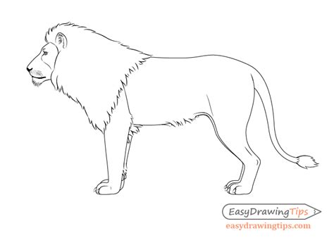 How To Draw A Lion Full Body Step By Step Easydrawingtips