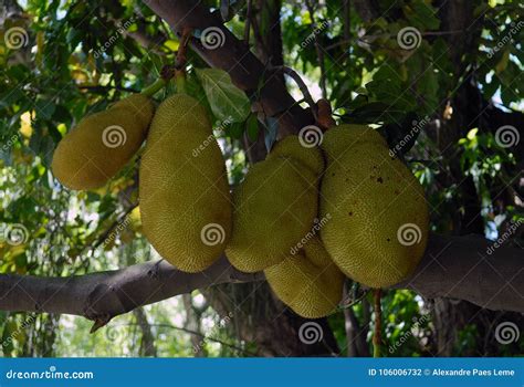 Jaca Fruit Stock Photo Image Of Hanging Brazil National 106006732