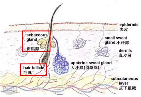 油性皮肤拯救指南（上） 知乎