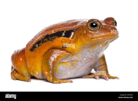 False Tomato Frog Dyscophus Guineti Against White Background Stock