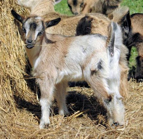 Nigerian Dwarf Color