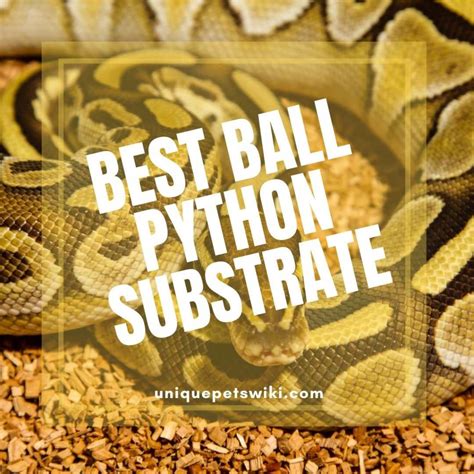 Ball Python Substrate How To Choose The Best Buyers Guide