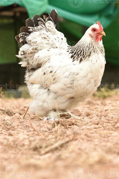 Poulet G Ant Brahma Debout Sur Le Sol Dans La Zone Agricole