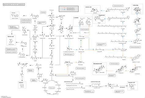 KEGG PATHWAY Biosynthesis Of Plant Hormones Reference Pathway