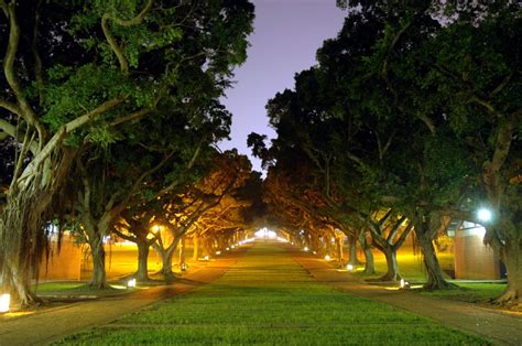 Wallpaper Sunlight 500px Night Nature Grass Sky Branch Evening