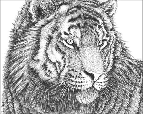 Tiger Pen Drawing By Cherie Taylor Redbubble