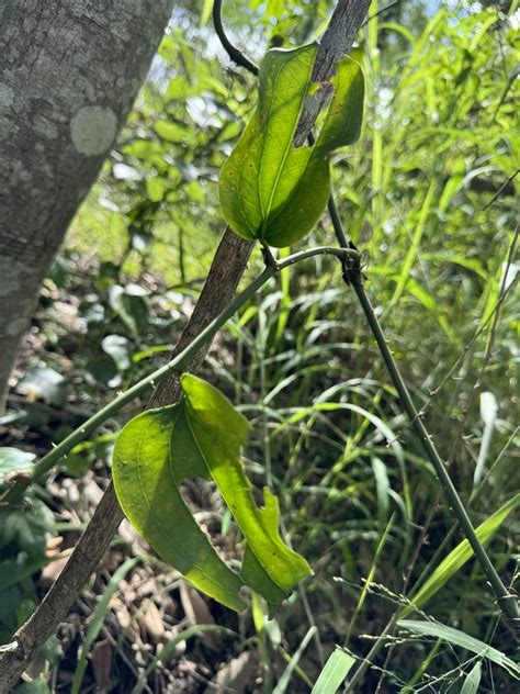 Austral Sarsaparilla In January 2024 By Cwelden Ecp INaturalist