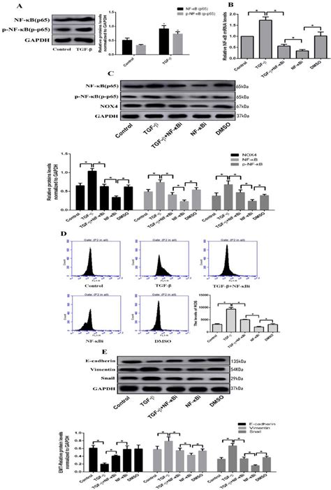 Effects Of Nf κb Inhibitor In Tgf β Treated A549 Cells Proliferating