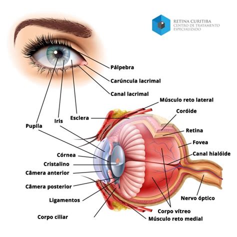 Quais são as partes que compõem o olho humano Retina Curitiba