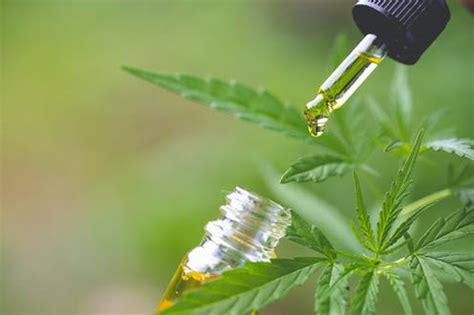 Todo Lo Que Debemos Saber Sobre El Cannabidiol La Revista