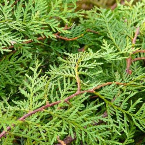 Huile essentielle de Cèdre blanc Thuja boutique lafabriqueartisanale ca