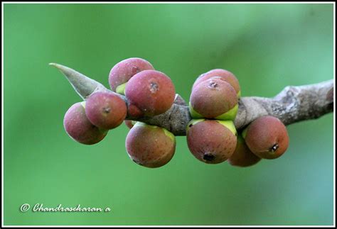 2771 - ficus benghalensis-fruits | Banyan tree fruits | chandrasekaran ...