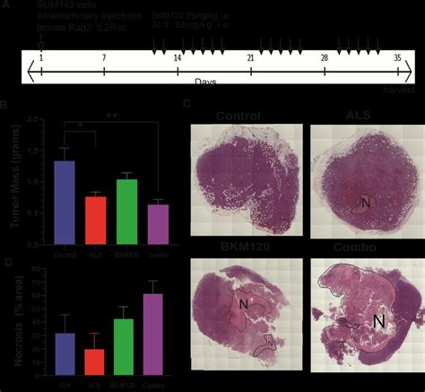 Buparlisib And Alisertib Inhibit IBC Tumor Growth In Vivo A A Timeline