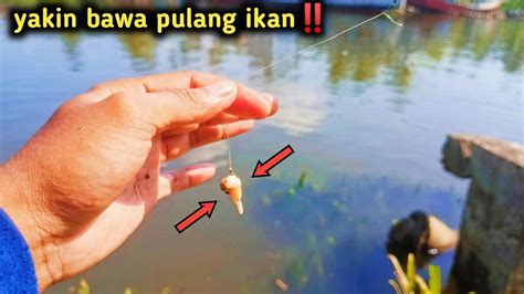 Sampek Kehabisan Umpan Umpan Ampuh Ikan Kiper Di Muara Mancing