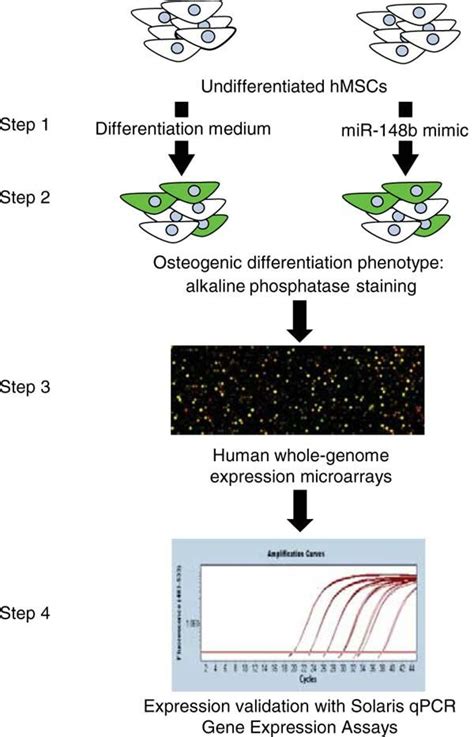 Experimental Workflow For Characterization Of Gene Expression Changes