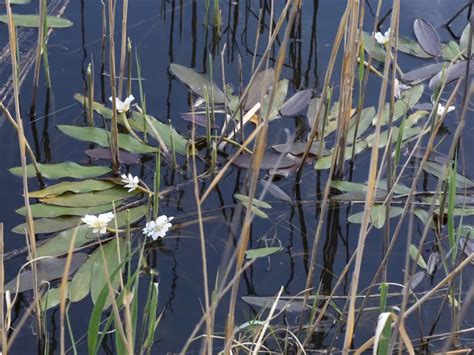 Aponogeton Distachyos Cape Pondweed Water Hawthorn Aquatic Plants