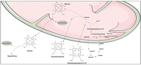 Scheme 1 Overview Of The Heme Synthesis Pathway In Yeast Heme Is