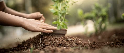 Cartilha gratuita ensina sobre arborização urbana Instituto Claro