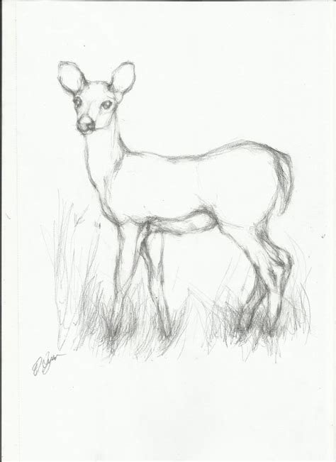 Easy animal drawings, Animal drawings sketches, Realistic drawings